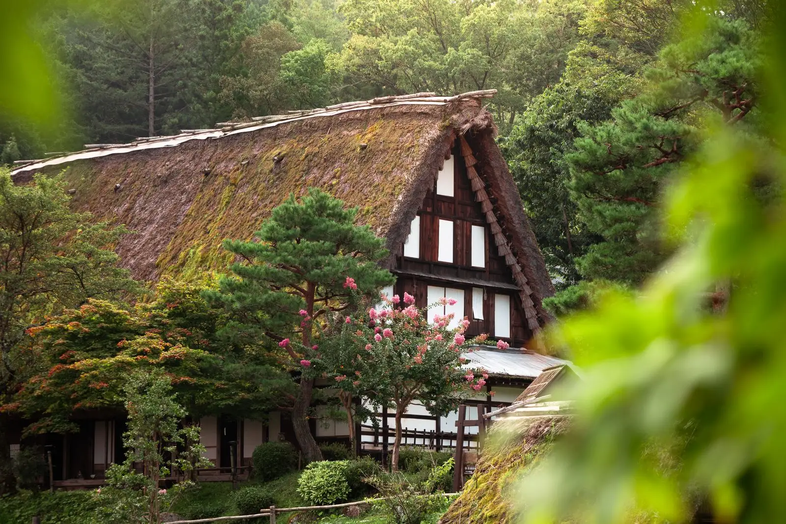 Thatched gassho-zukuri farmhouse behind pines and a crape myrtle at Hida Folk Village
