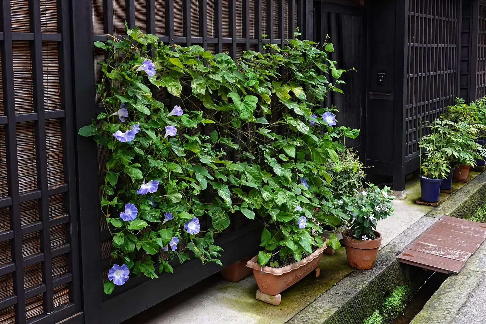Morning glories climbing a dark lattice front beside the water channel in Sanmachi