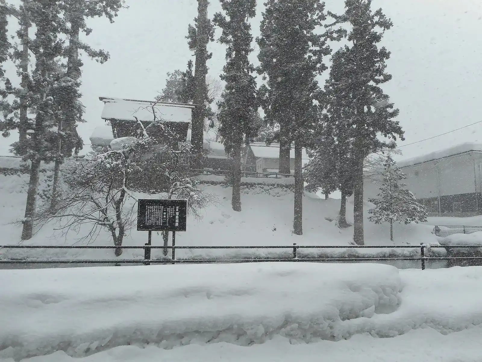 Snow falling on the Masushima castle ruin in Hida-Furukawa, tall cedars on the old castle mound
