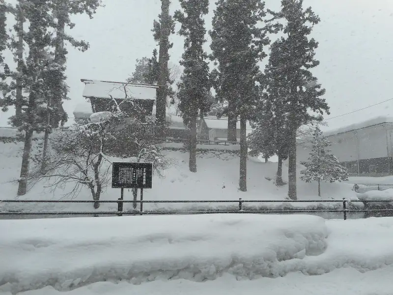 Snow falling on the Masushima castle ruin in Hida-Furukawa, tall cedars on the old castle mound