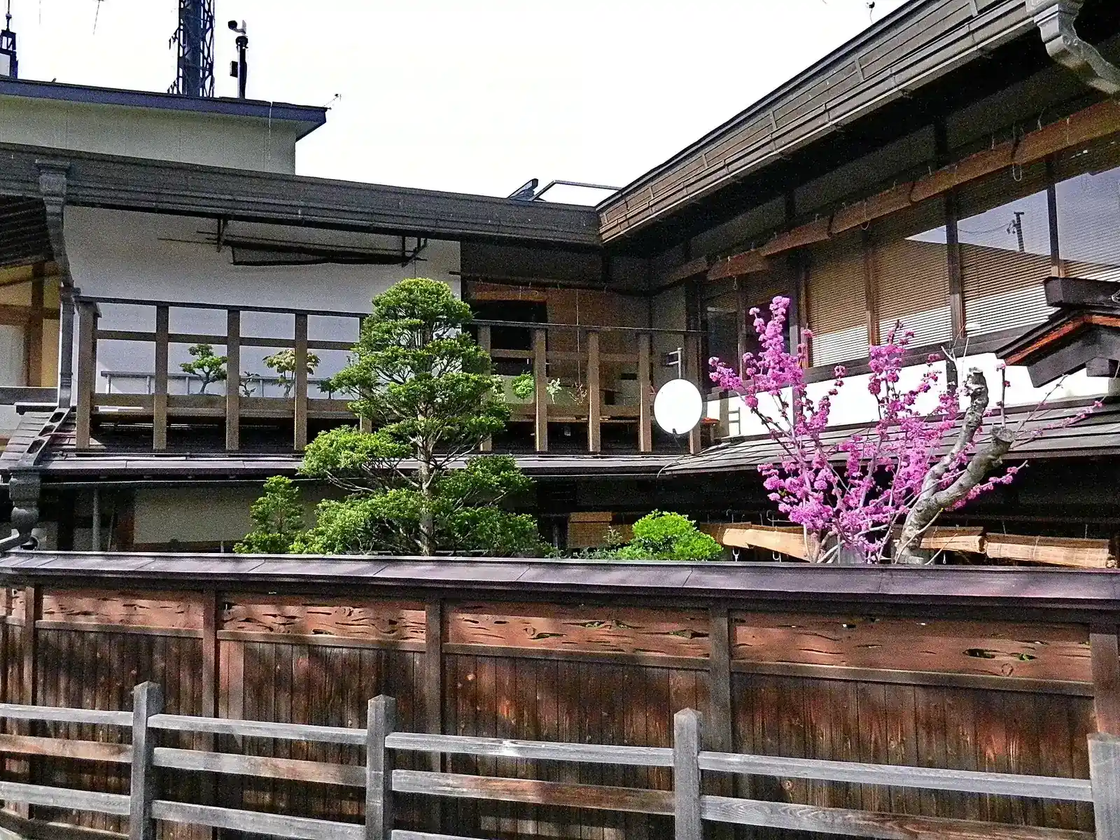 Redbud in bloom above the wooden fence of the Shoko-do house in Takayama