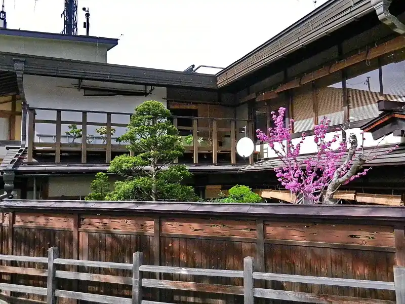 Redbud in bloom above the wooden fence of the Shoko-do house in Takayama