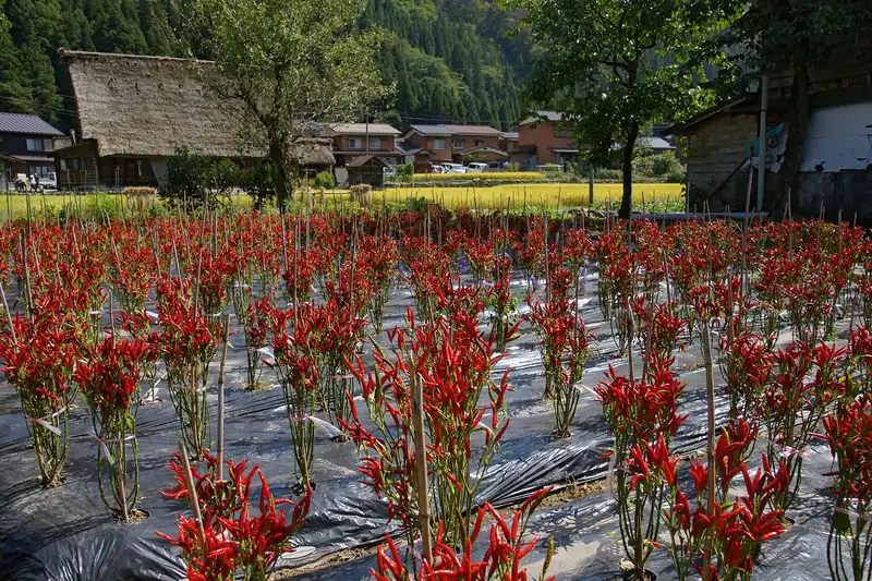 Red chilli peppers in a field before a thatched gassho farmhouse in Shirakawa-go