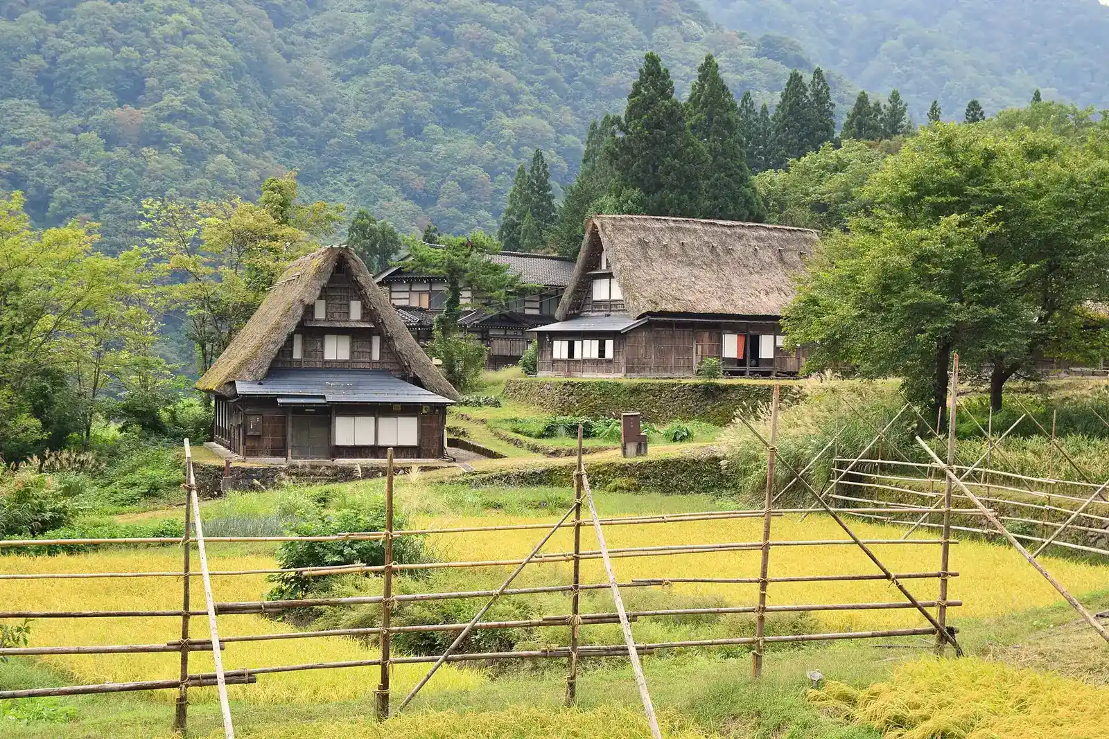 Thatched gassho-zukuri houses in Ainokura above golden rice fields and bamboo drying frames in September