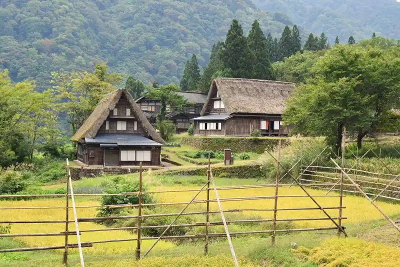 Thatched gassho-zukuri houses in Ainokura above golden rice fields and bamboo drying frames in September
