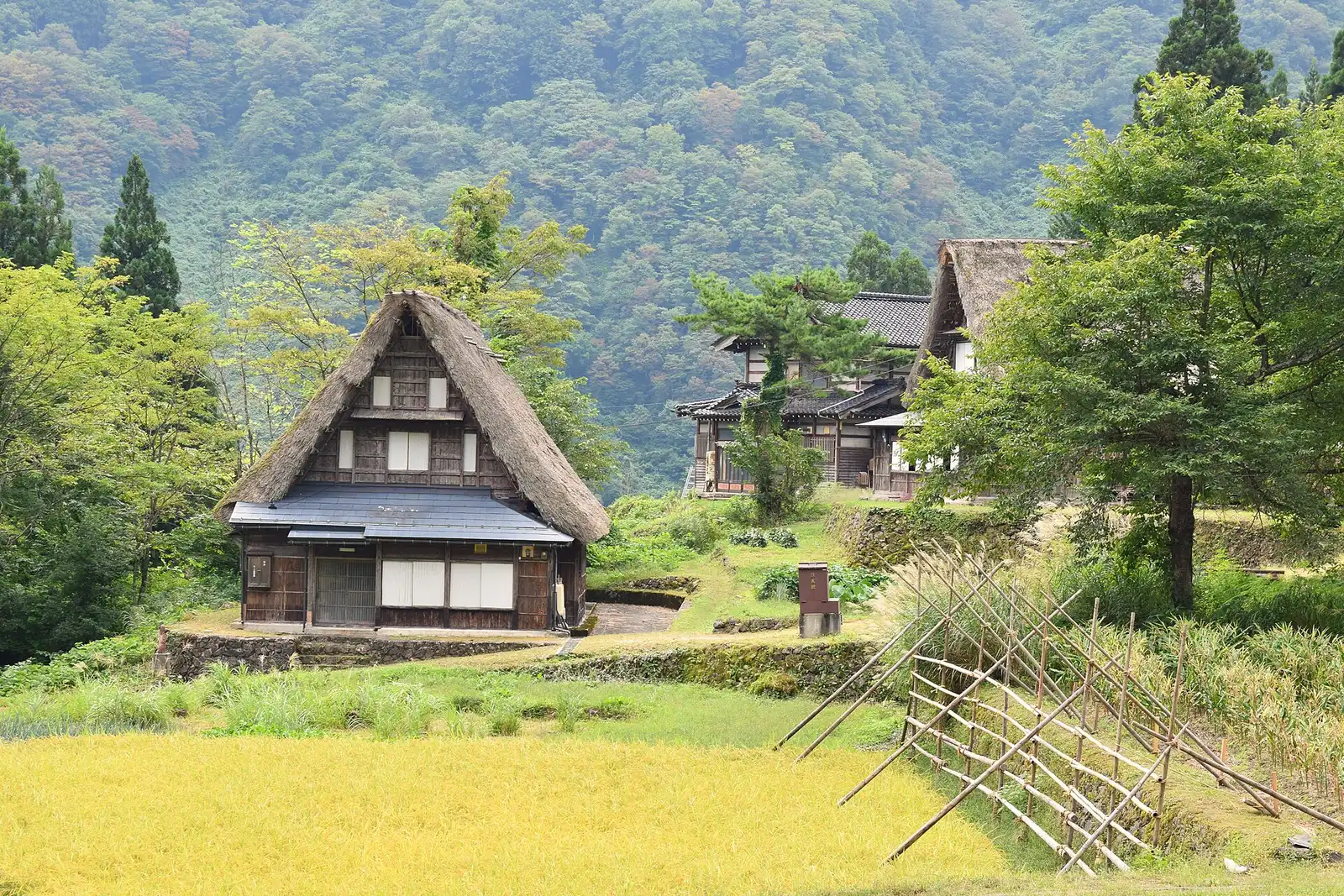 A gassho-zukuri farmhouse in Ainokura beside a field of ripe rice, forested hills behind