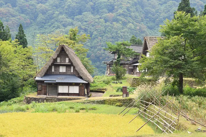A gassho-zukuri farmhouse in Ainokura beside a field of ripe rice, forested hills behind