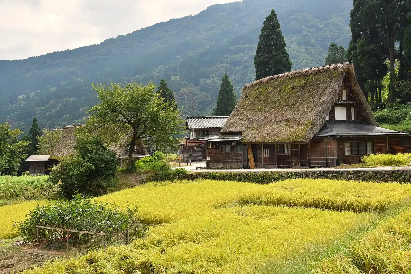 Moss-topped gassho-zukuri farmhouse in Ainokura behind a field of ripe rice, wooded mountains beyond