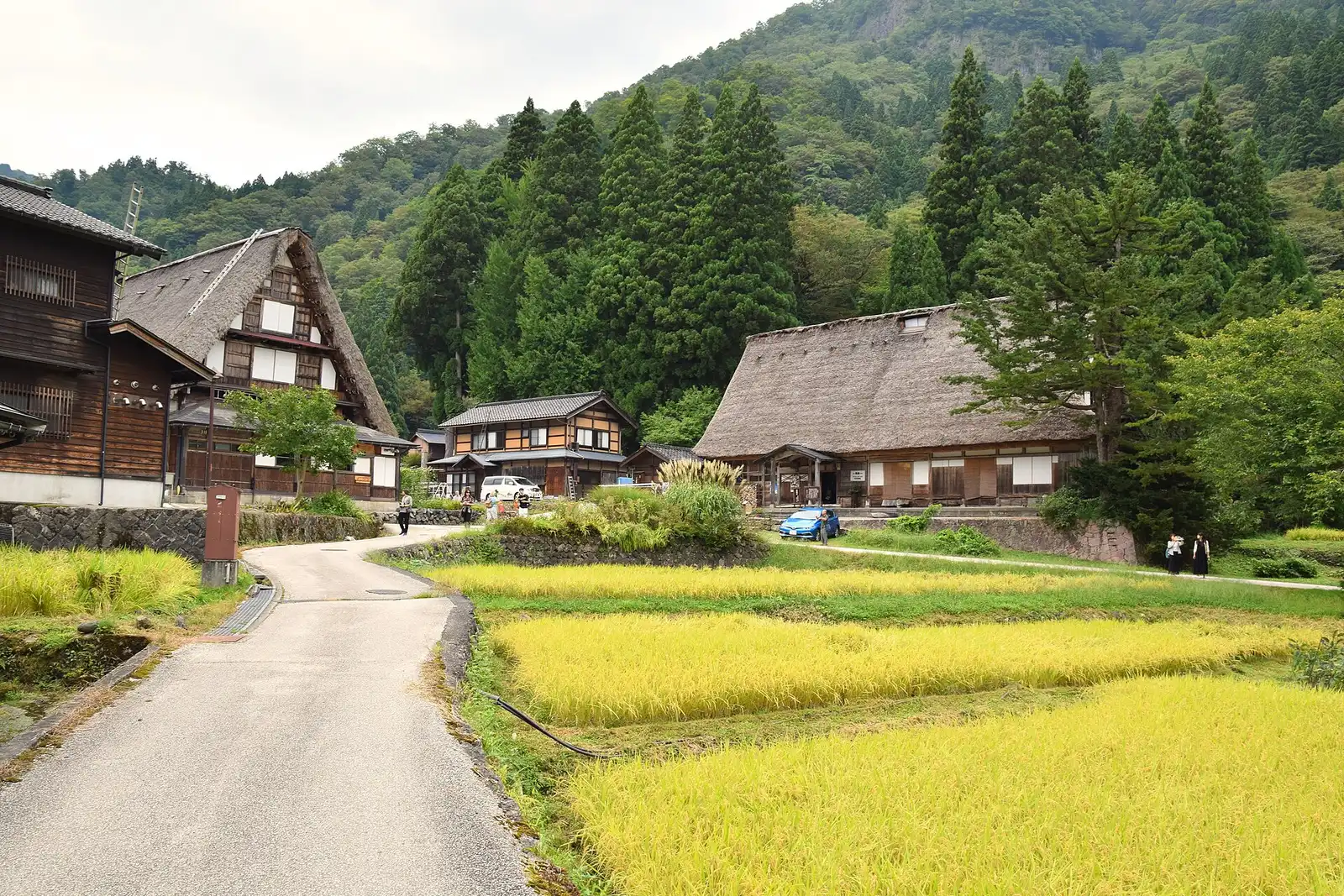 Lane and terraced rice fields leading into Ainokura, thatched houses under cedar-covered slopes